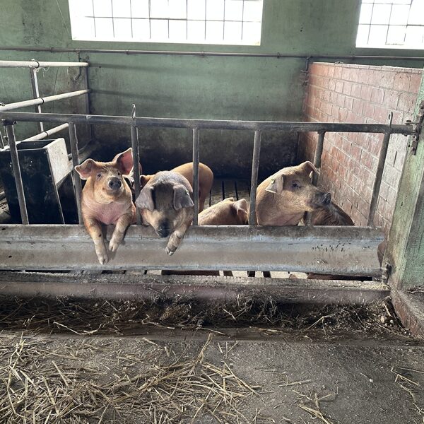 Unsere Halbstarken vor dem Umbau